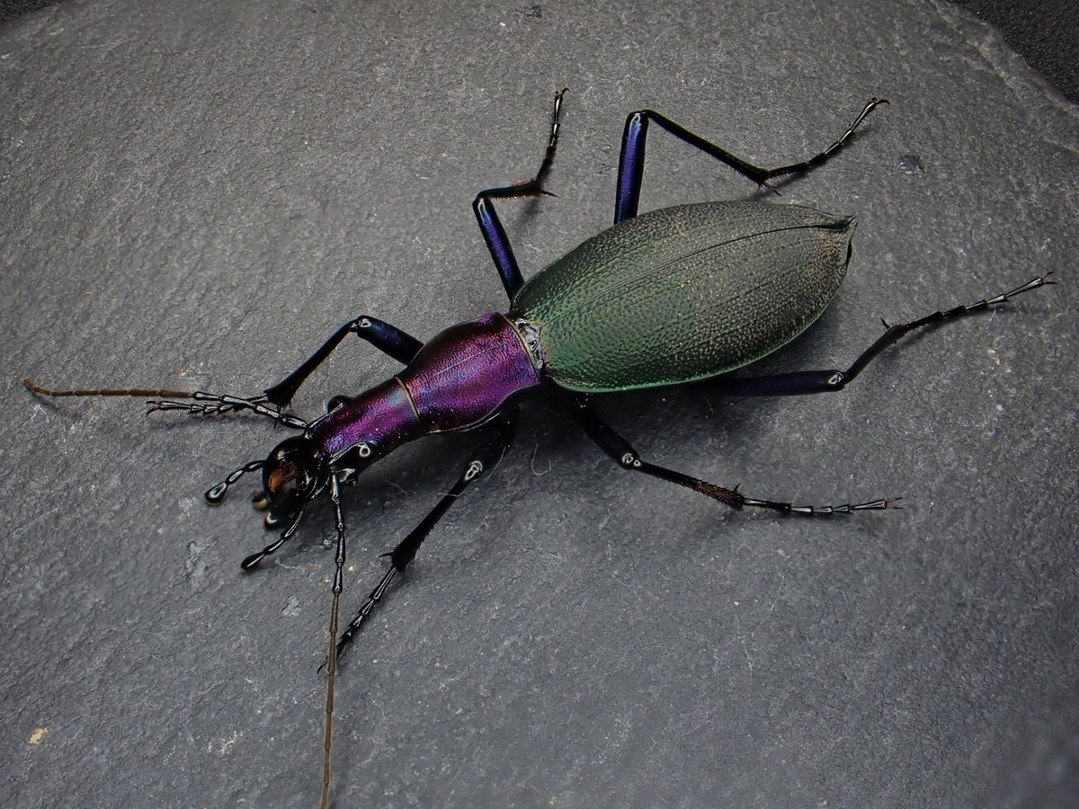 Damaster & Carabus tweet media