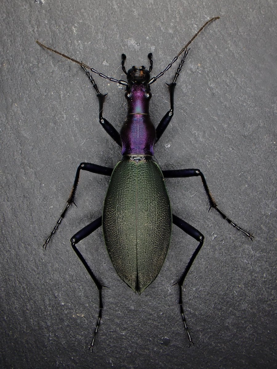 Damaster & Carabus tweet media