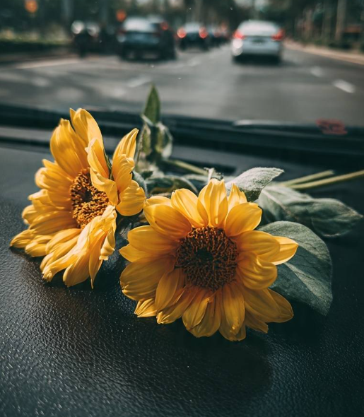 sunflowerchives's tweet image. Bloom like a sunflower, even on cloudy days.