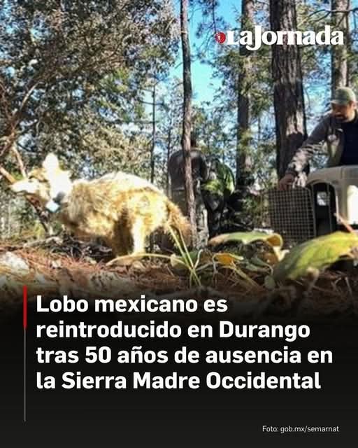 Lobinez tweet media