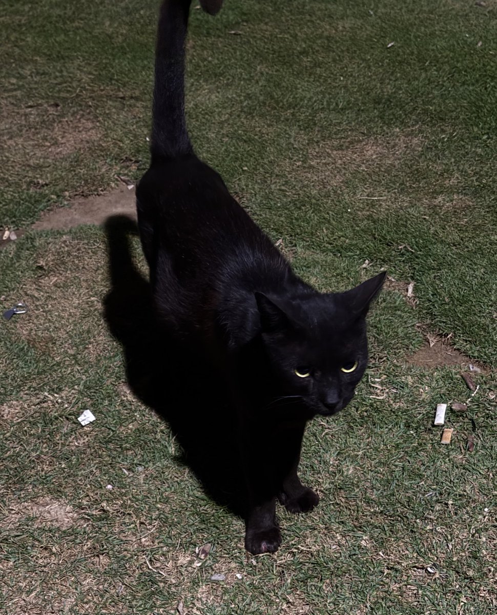 Manar🪄 tweet media