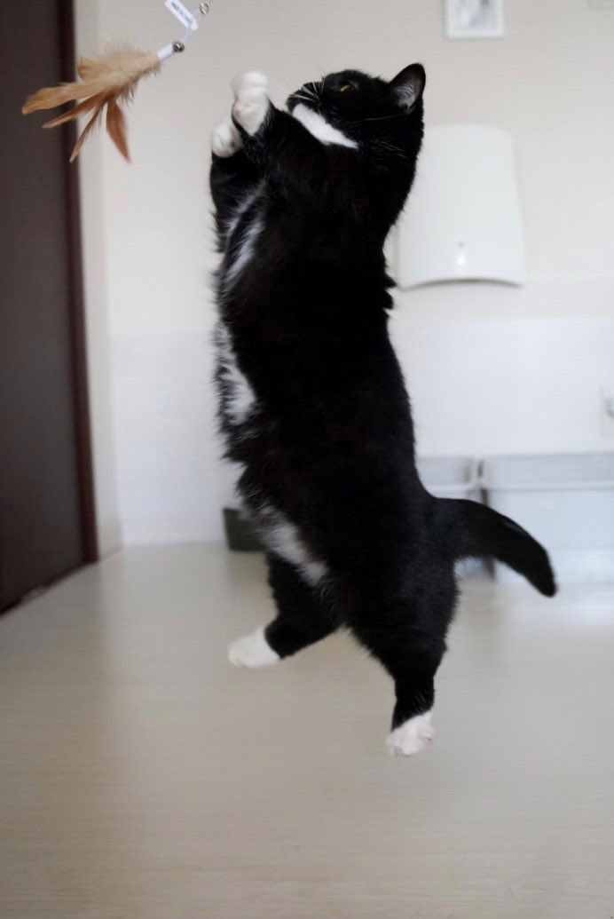 I'm Uni :3 tweet media