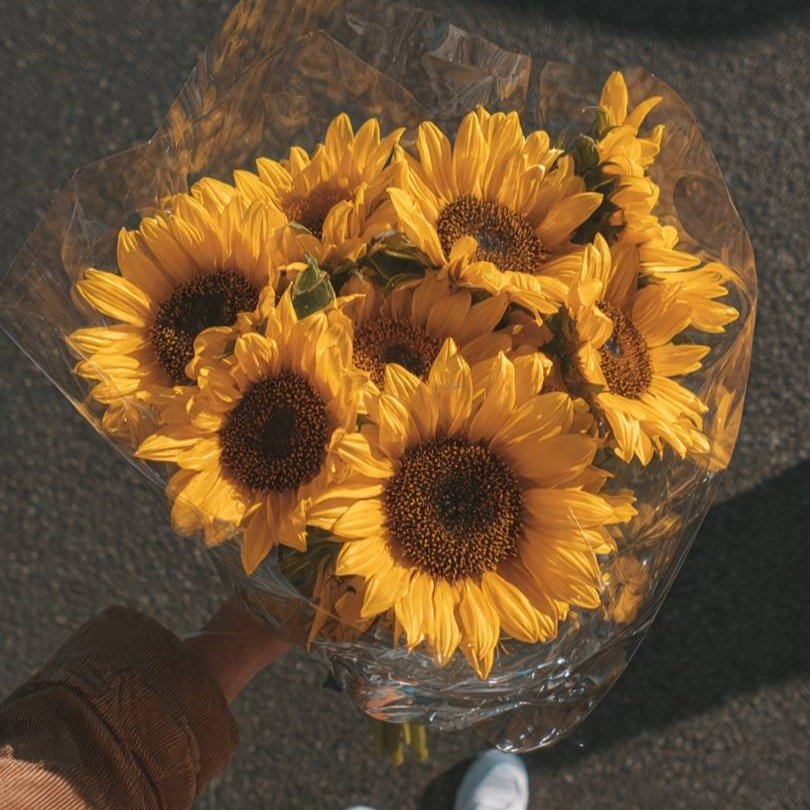 SUNFLOWER 🌻 tweet media