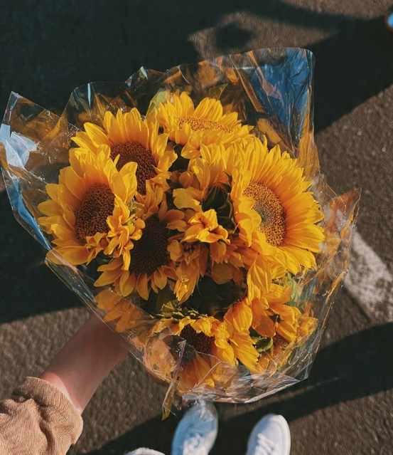 SUNFLOWER 🌻 tweet media