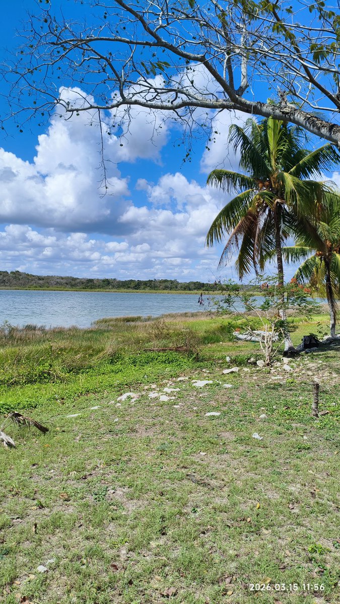 VuelaDragon's tweet photo. Laguna Coba
Tulum, Q. Roo https://t.co/LAC99rO4Ll