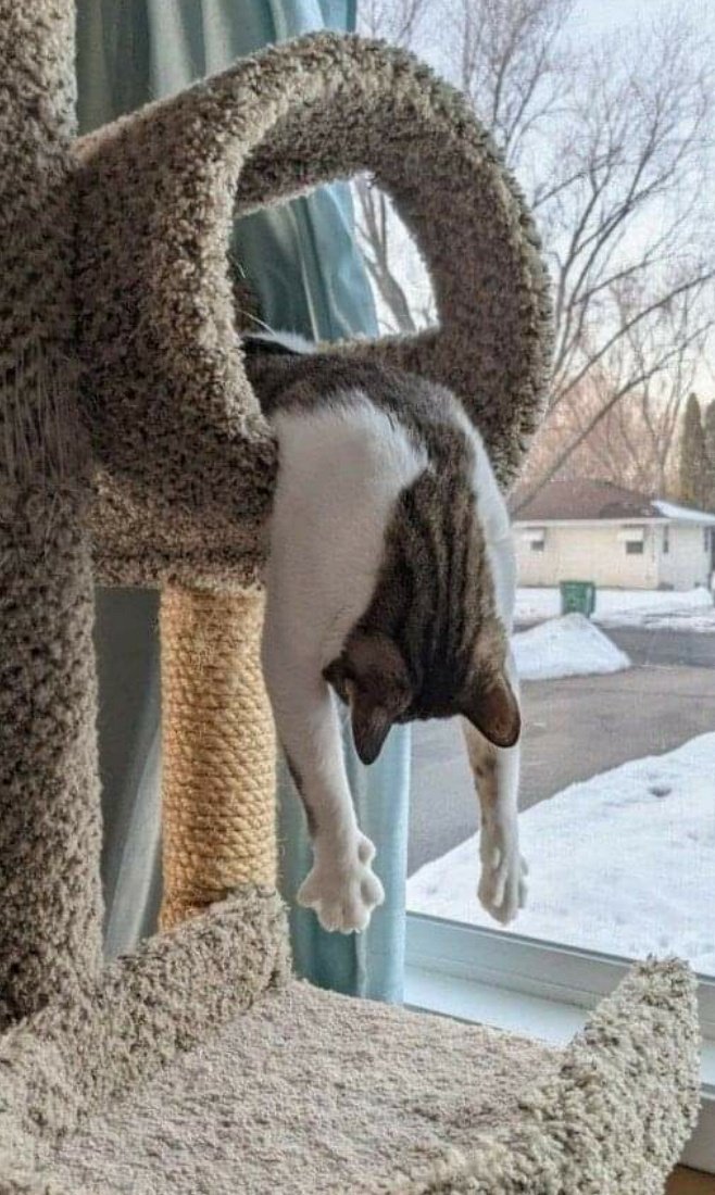 CuteKittensX tweet media