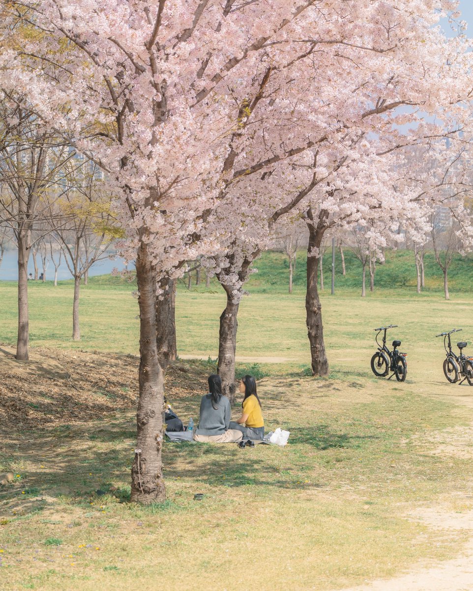 Kor_Visitkorea's tweet photo. 봄이다~ 돗자리 챙겨서 한강 피크닉 어때🩷 https://t.co/WtBArx8mu5