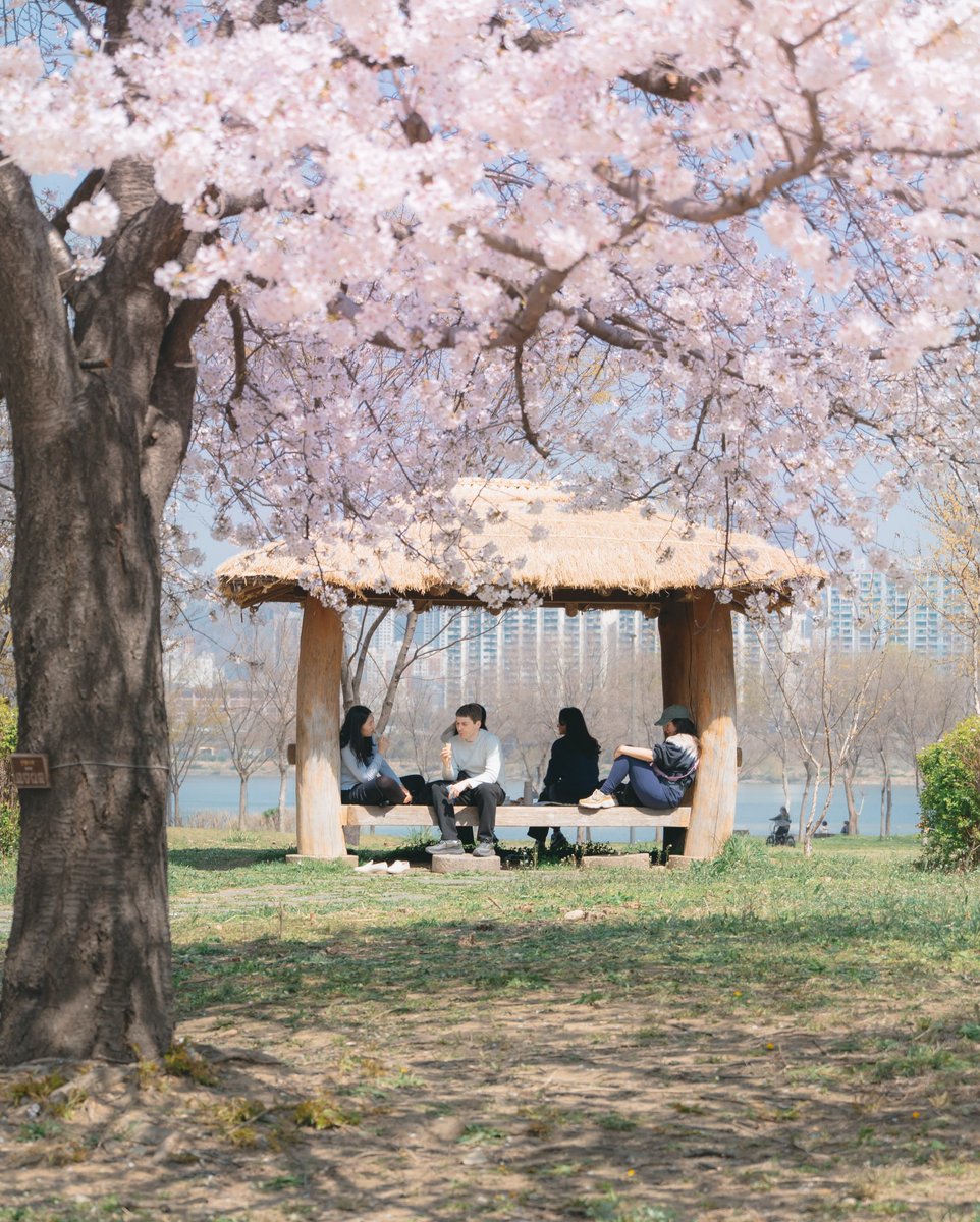 Kor_Visitkorea's tweet photo. 봄이다~ 돗자리 챙겨서 한강 피크닉 어때🩷 https://t.co/WtBArx8mu5