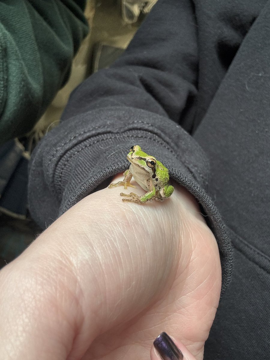 dak◡̈🐸🫑 tweet media