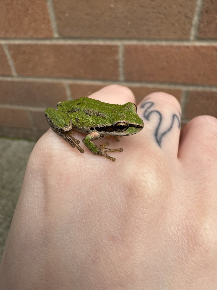 dak◡̈🐸🫑 tweet media