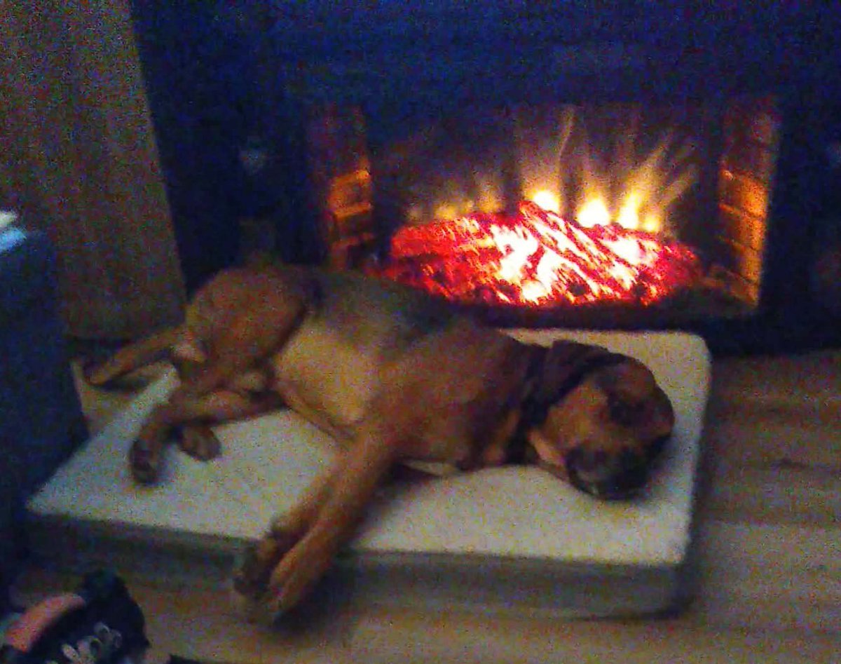 Mocha the Mutt 🐶👑 tweet media