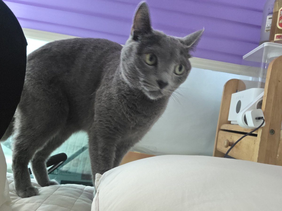 오늘의 침대 습격범