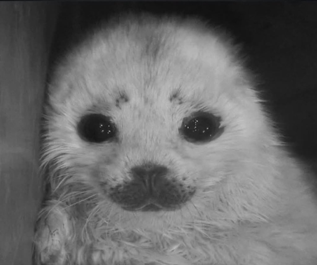 Pili Dtowncat tweet media