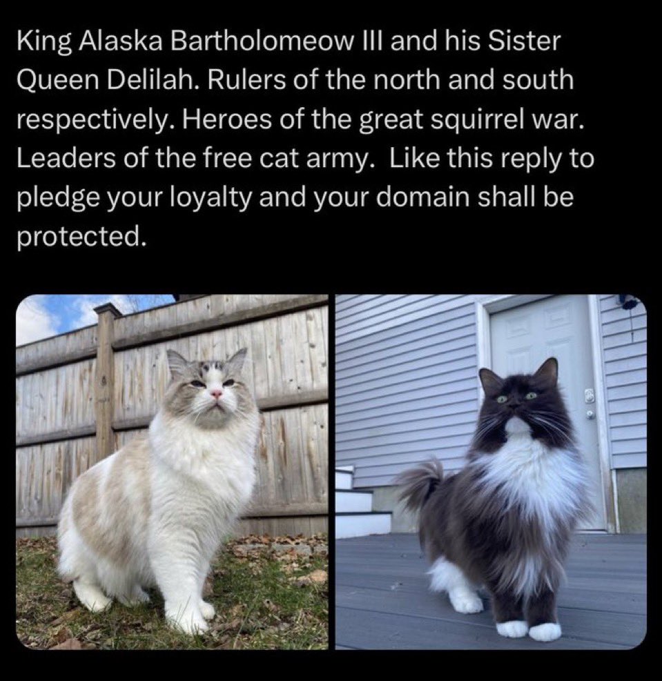 AL Capone tweet media