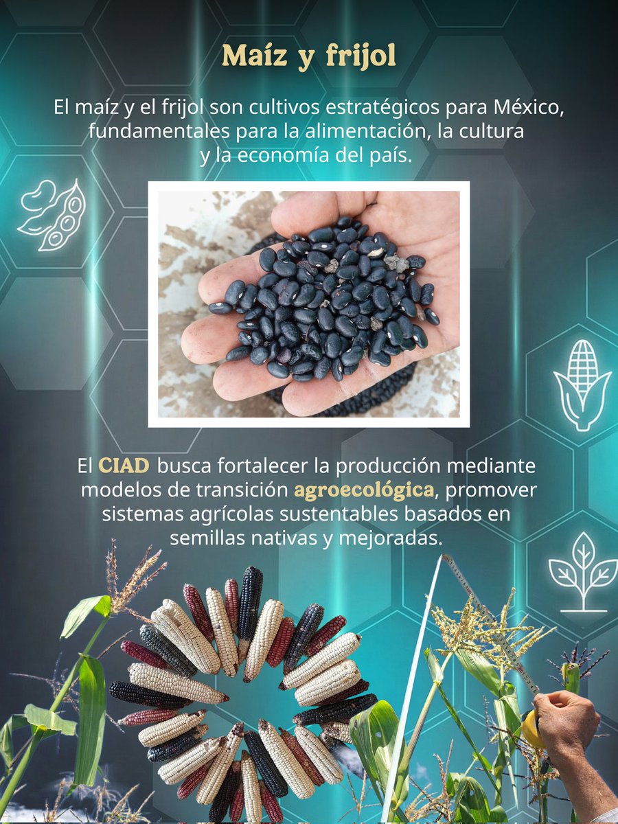 Secretaría de Ciencia tweet media