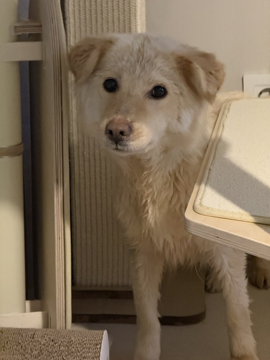 하남시 보호소 입양홍보 tweet media