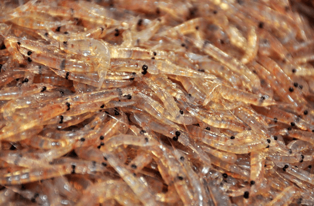 Sung-Ho Kang tweet media