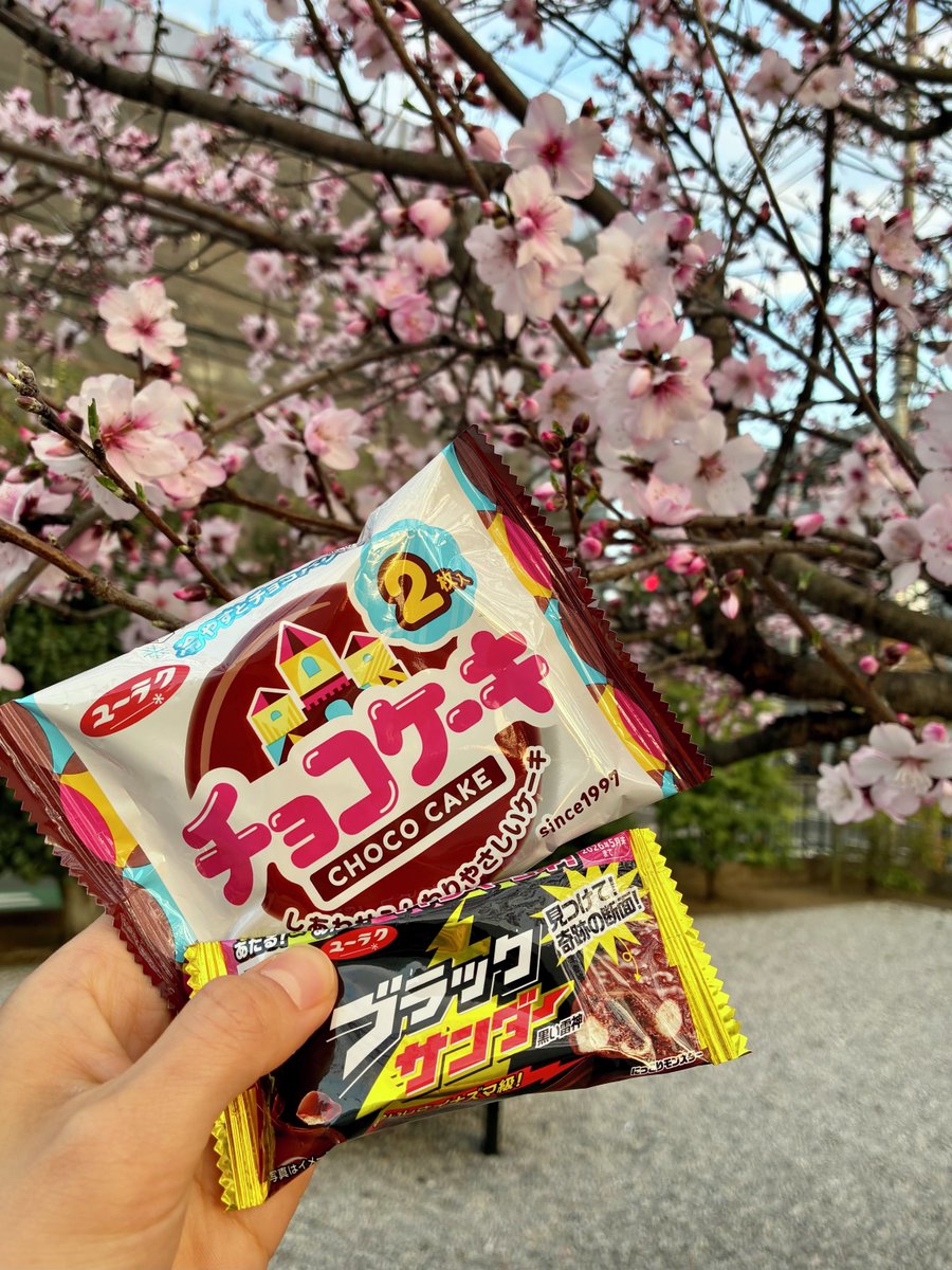 昨日はチョコケーキさんと本社にある #アーモンドの木 の下でお花見を