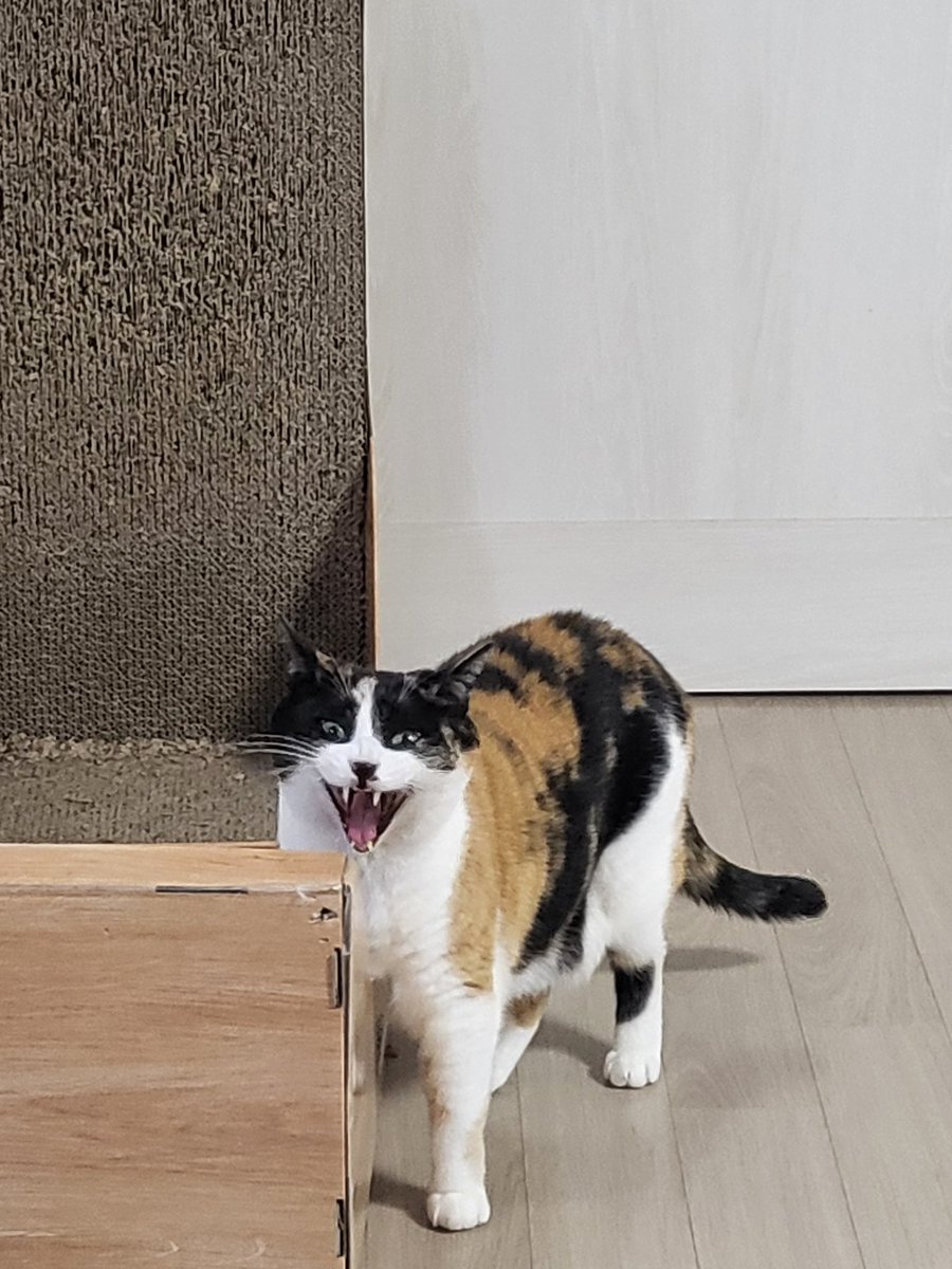 _0oco0's tweet photo. 고캬악이

(잔디 모르게 보시길) https://t.co/dP5tr6JIyr