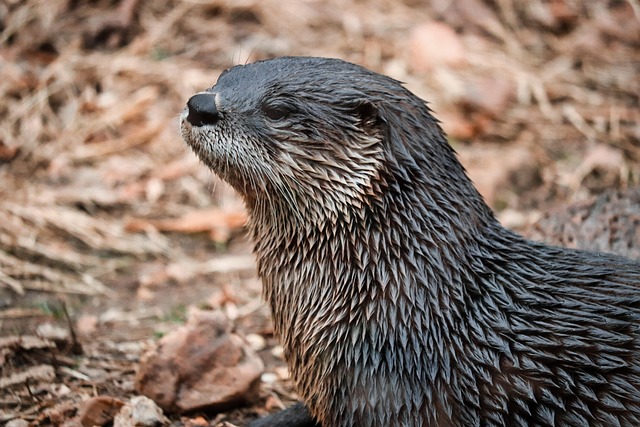 Kaela Stone tweet media