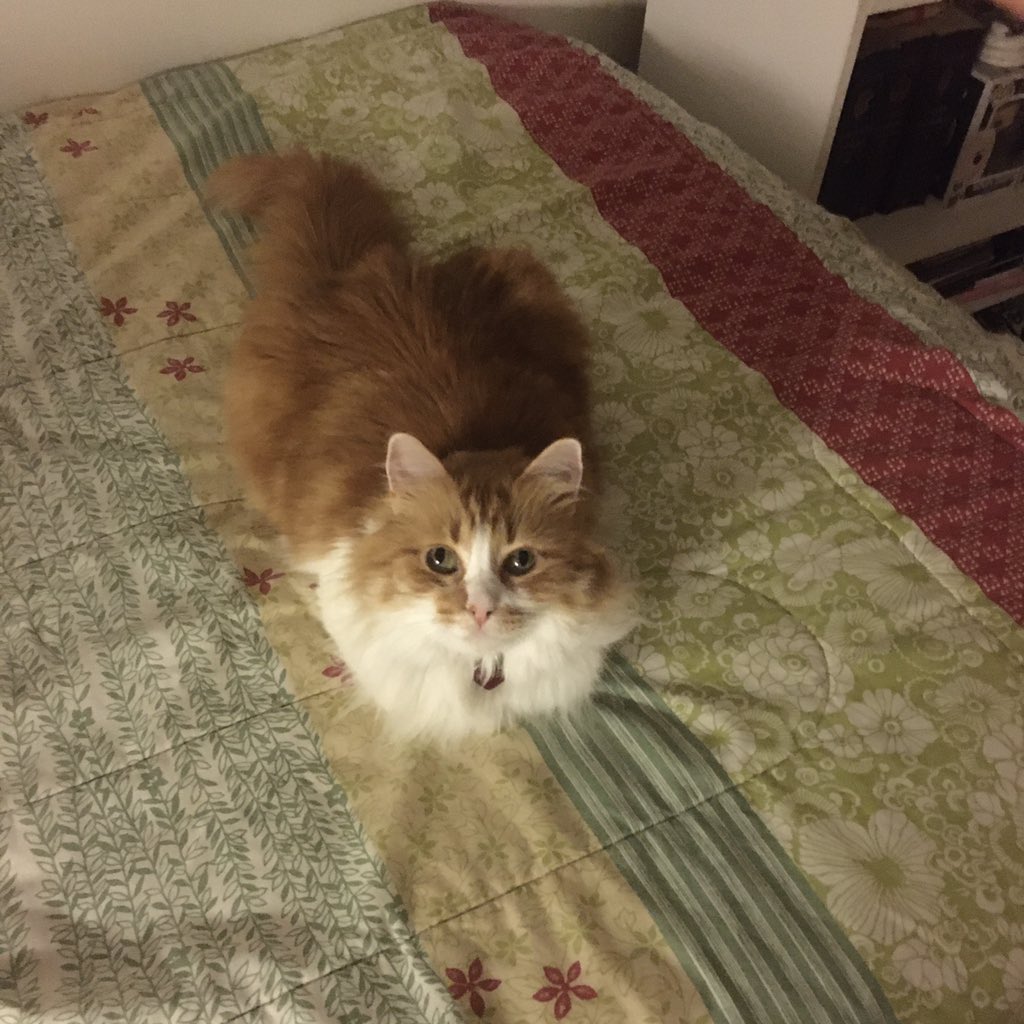 Scribble tweet media