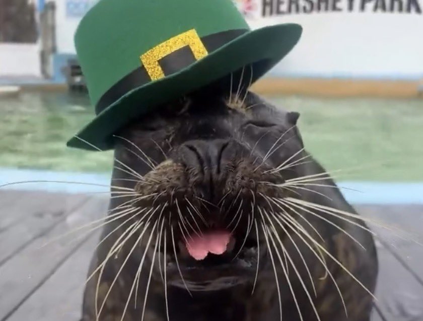 🩷🦭 Leah 🦭🩷 tweet media