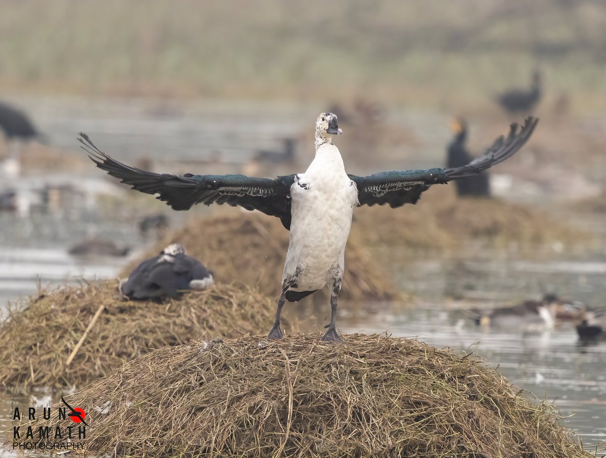 Arun Kamath🕊 tweet media