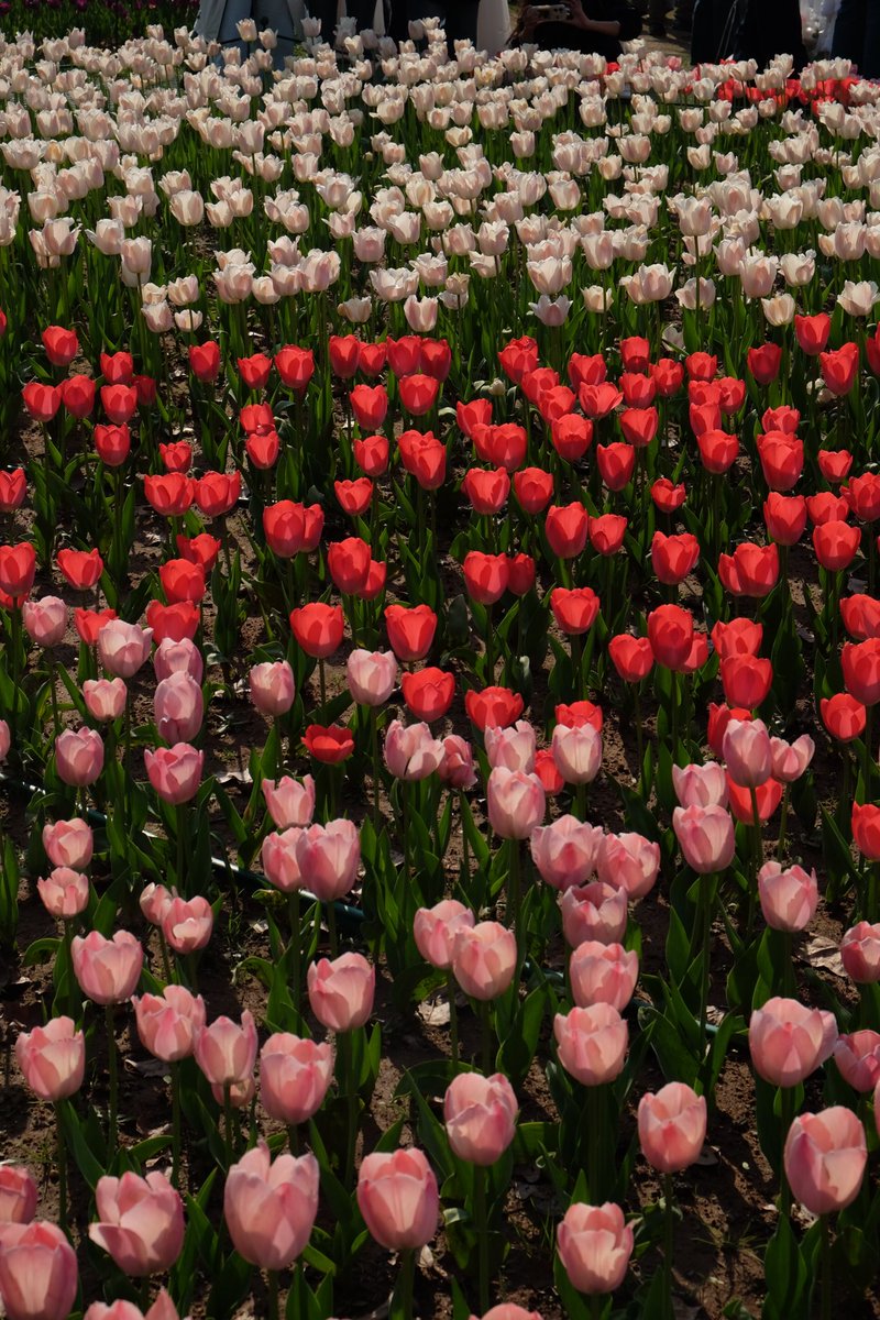 Lilyaxu🌸 (@lilyaxu) on Twitter photo 