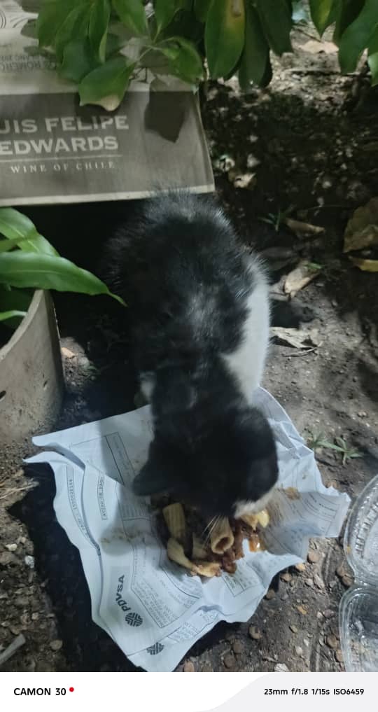 Palo Verde Alerta tweet media