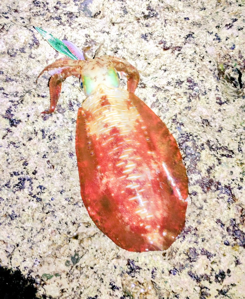 ホームの海が連日荒れた🌀🌊荒れ度合いにもよるが今回はポイントが一ヶ所に限られるほど荒れた🌊🌊🌊
そのポイントはギリギリできる日が3日あったがポイント争奪戦にことごとく敗れてガッカリ(￣0￣)
で、昨日は空いてたので久しぶりに🎣⭕🦑
キロオーバー3杯🦑
１杯は惜しくも2㌔超えならず😁