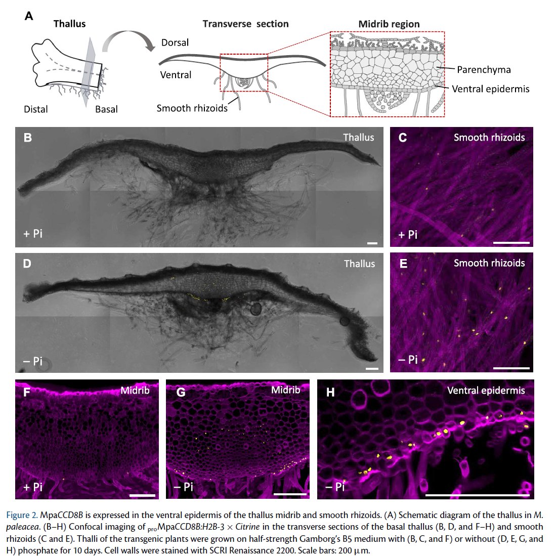 PCP_EIC's tweet photo. 📙From latest PCP (67-2): Regular paper💐
✨Open Access!
Spatial localization of #strigolactone biosynthesis and secretion in #Marchantia paleacea
Akiyoshi Yoda et al.
https://t.co/AIznCutgim
#Plantsci https://t.co/s7r0lWIN8J