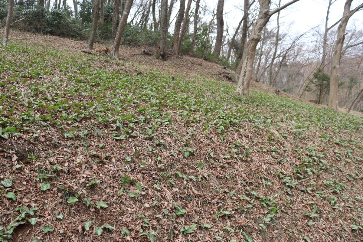 m_murayamacity's tweet photo. ＼令和8年3月18日　カタクリの開花状況／

前回はつぼみは確認できませんでしたが、本日はつぼみが見られました✨
来週にかけて咲き始めそうです😊
今後も随時、開花状況をお知らせします。

#カタクリ #つぼみ #武蔵村山が好き #むさむら推し https://t.co/9lPlAGGJMf