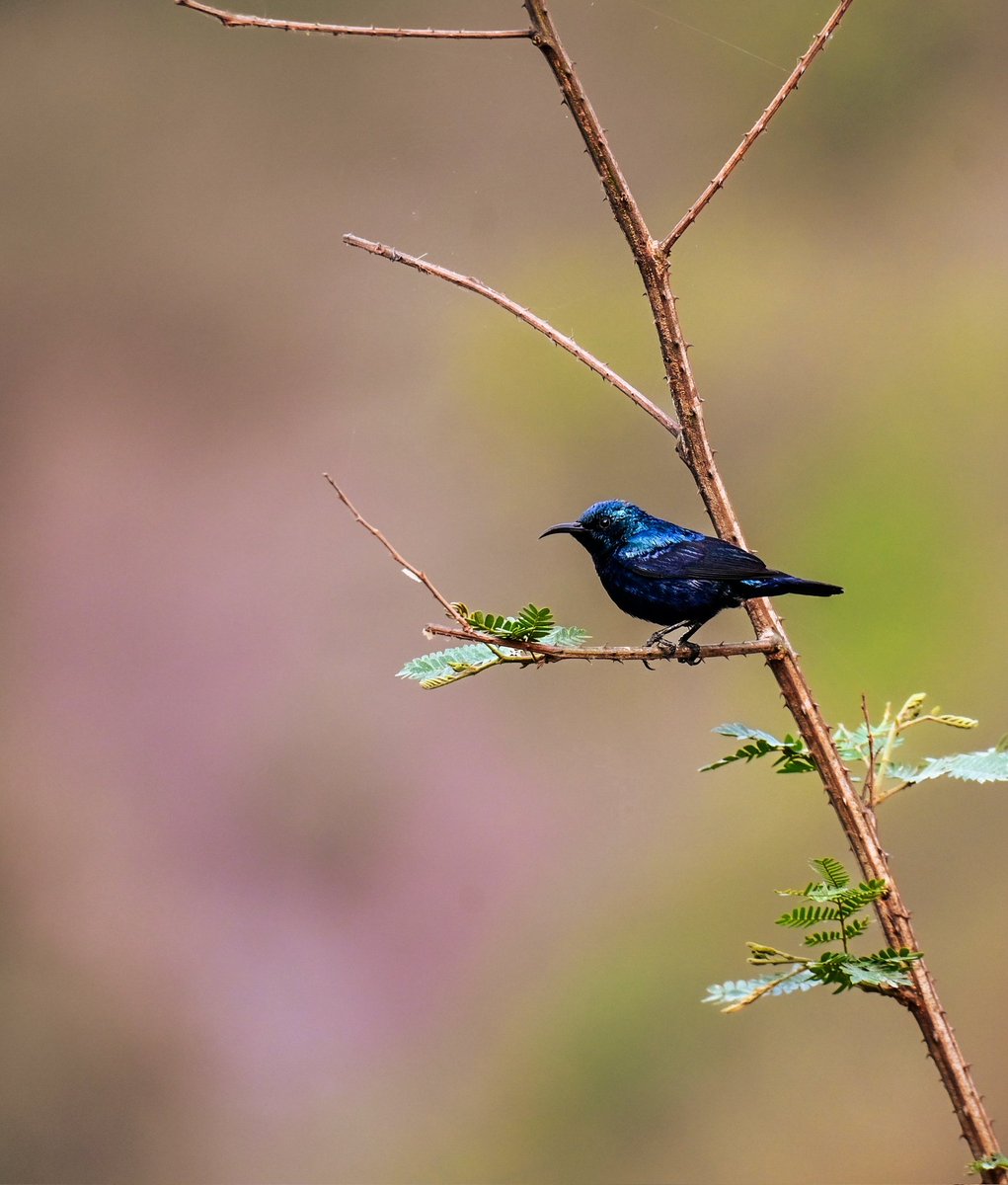 Amit Sood tweet media