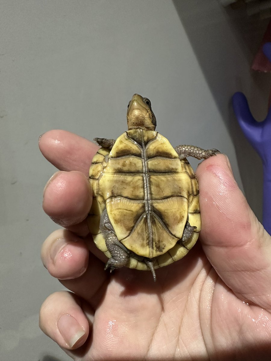 爬虫類ショップ 天和（tenwa_reptiles） tweet media