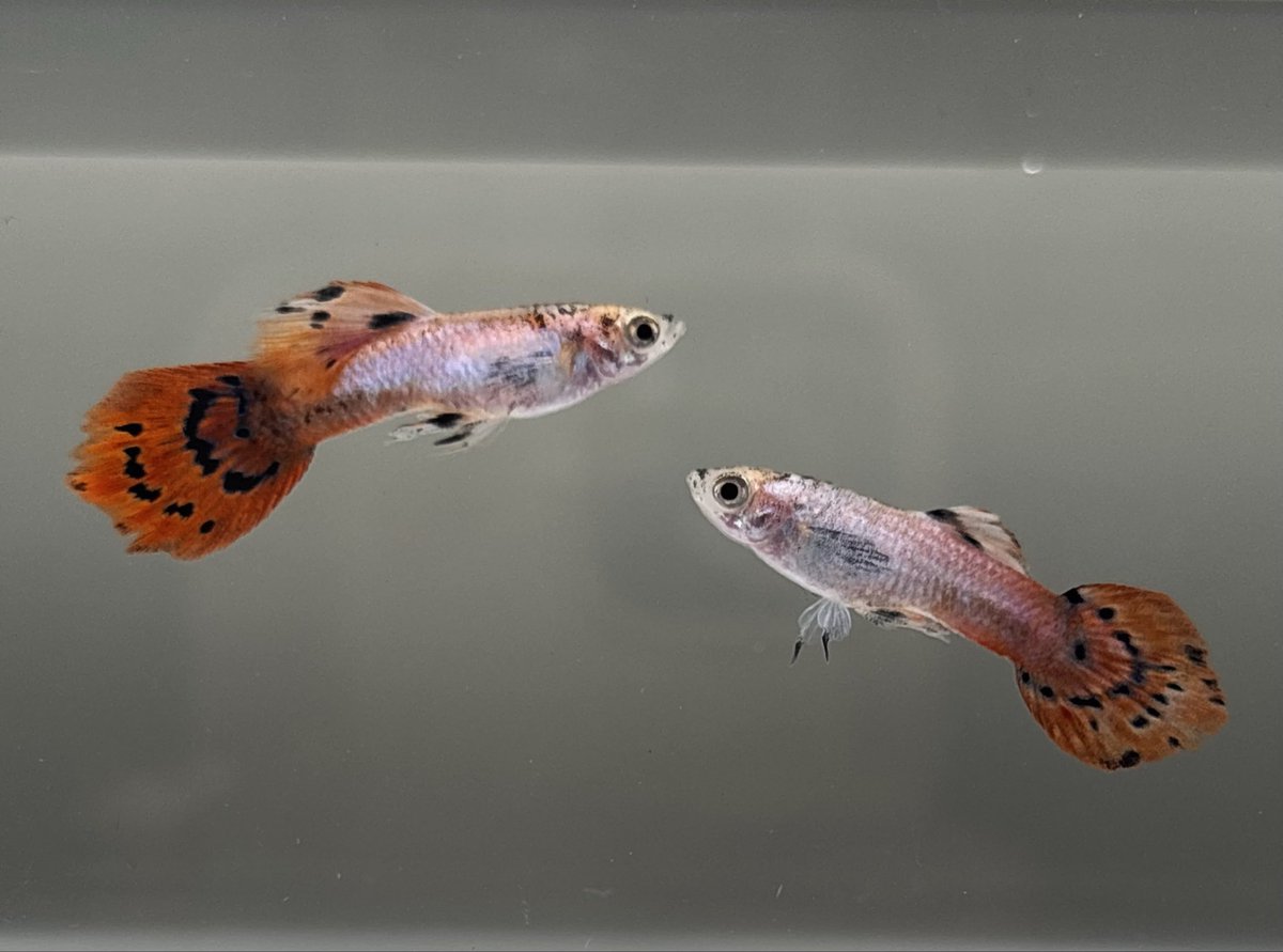TurfTalkPL's tweet photo. 🟣 Magenta (Bronze / Gold-Tiger Base)

Male guppies with a Bronze (Gold/Tiger) base color.

#guppy #guppies #guppyfish #guppybreeding #aquariumfish #ornamentalfish #gupik #gupiki #hodowlaryb #akwarystyka #rybyakwariowe https://t.co/evjECYc0ro