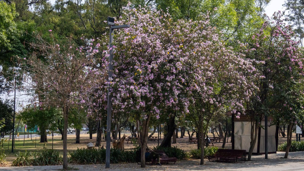Bosque De Chapultepec tweet media