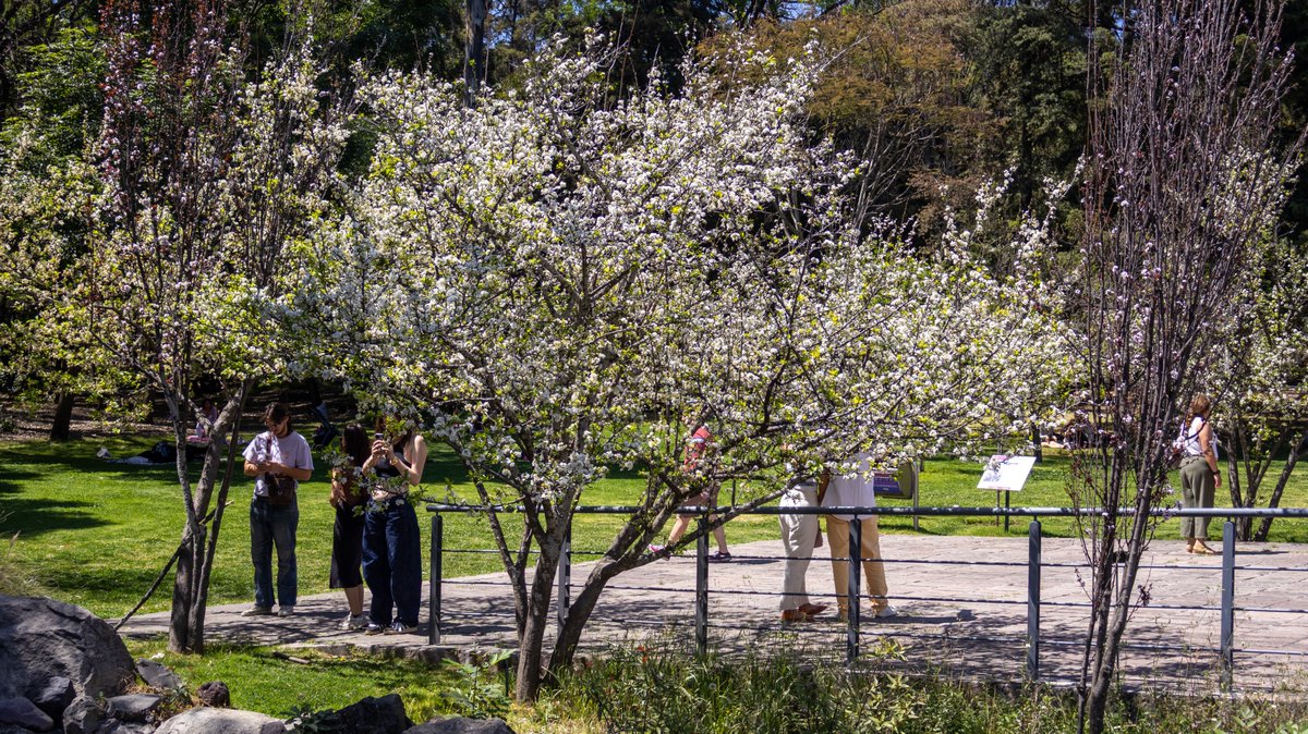 Bosque De Chapultepec tweet media