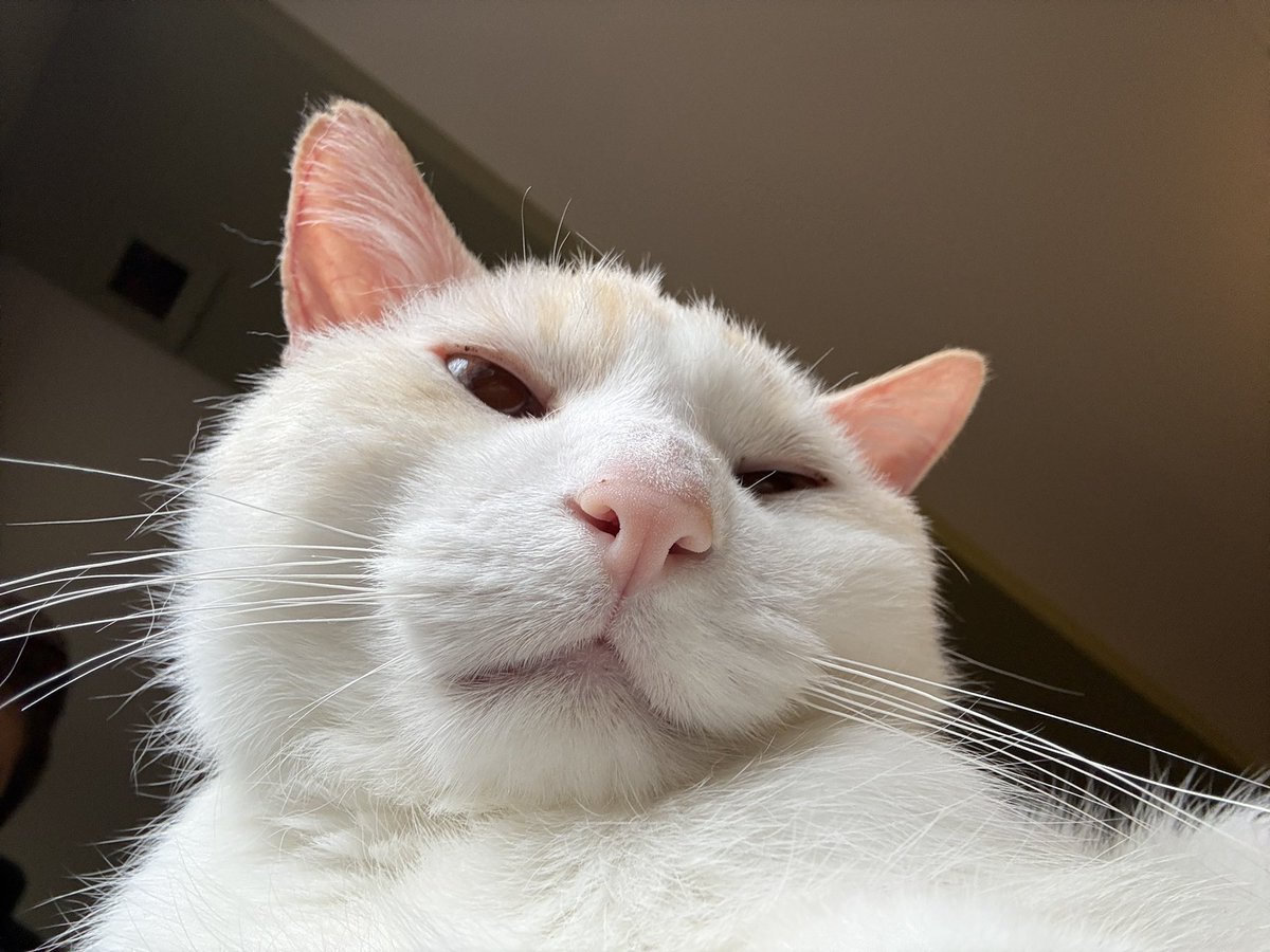 Ganymede tweet media