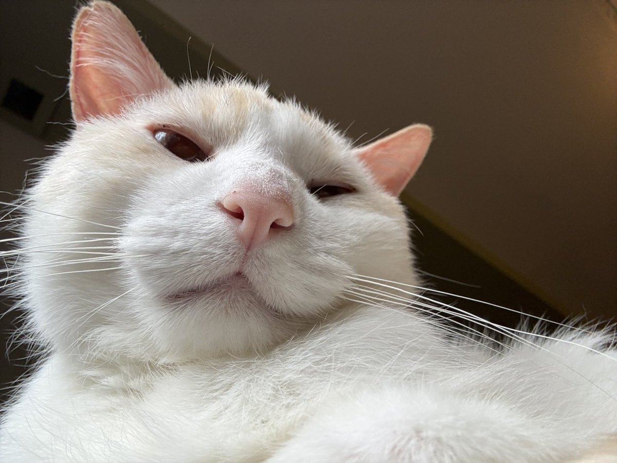 Ganymede tweet media