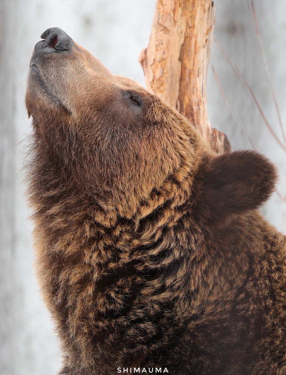 shimauma tweet media