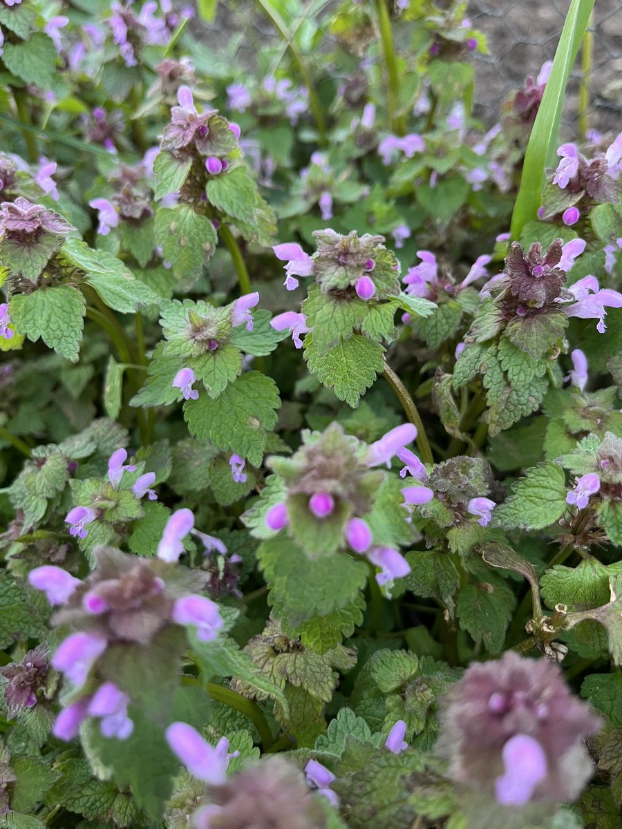 Prof Duncan Westbury tweet media