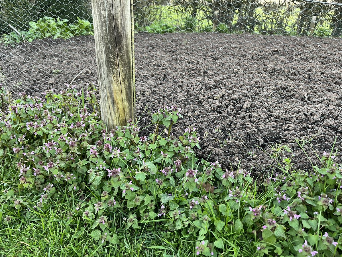 Prof Duncan Westbury tweet media