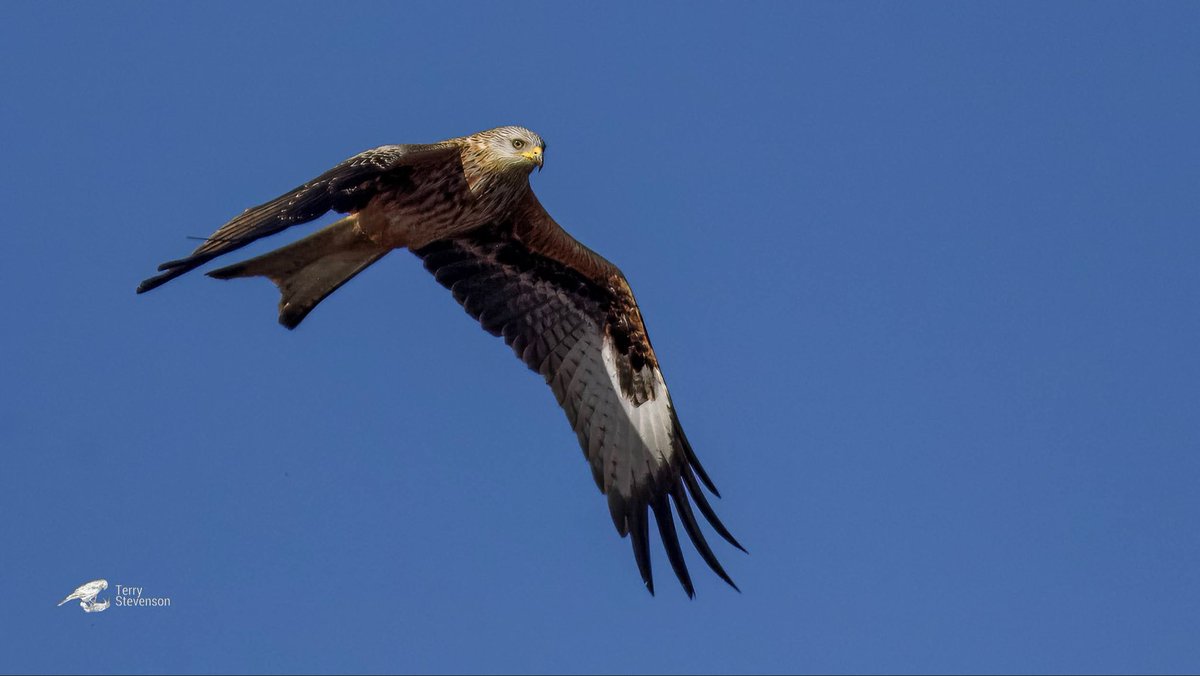 Chulavista21's tweet photo. A #Red_Kite flew over the Tackpiece @slimbridge_wild flushing everything this afternoon #Glosbirds https://t.co/o70uI7e6zM