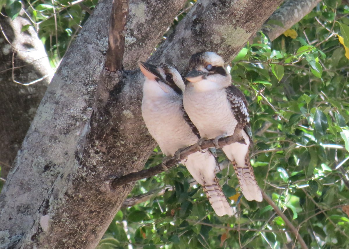 Tranquility Found tweet media