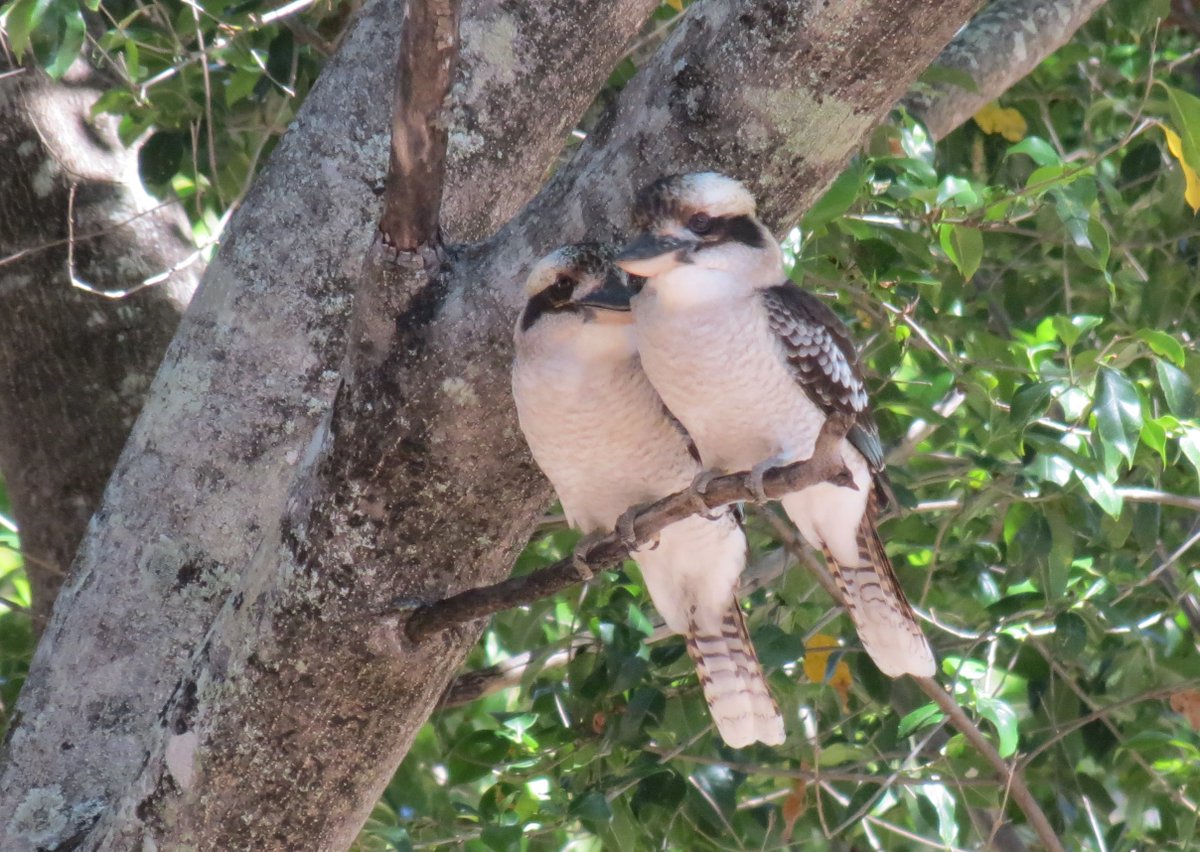 Tranquility Found tweet media