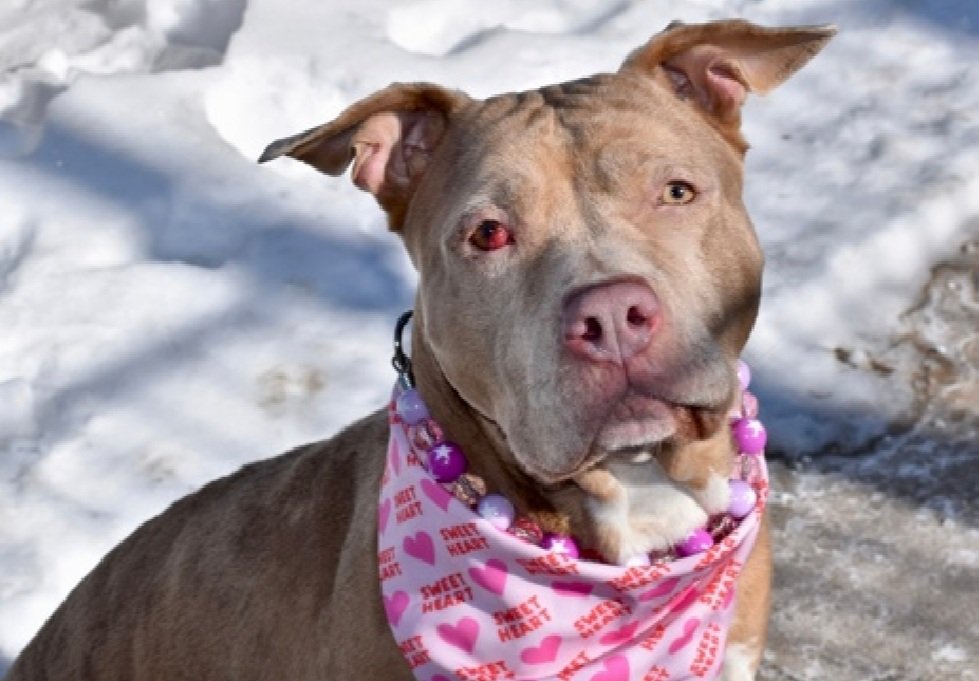 💔Lentil💔
#NYCACC #246245 6y
▪️Listed TBK: 3/19💉
#AdoptMe 

Precious sweetie's💔, waiting 53 days.
Gentle girl's a cuddler, good around children.
W pos reinforcement &amp; patience, she adjusts well 2 her surroundings.
Great on leash, loves playing w rope toys inside.
Has treatable