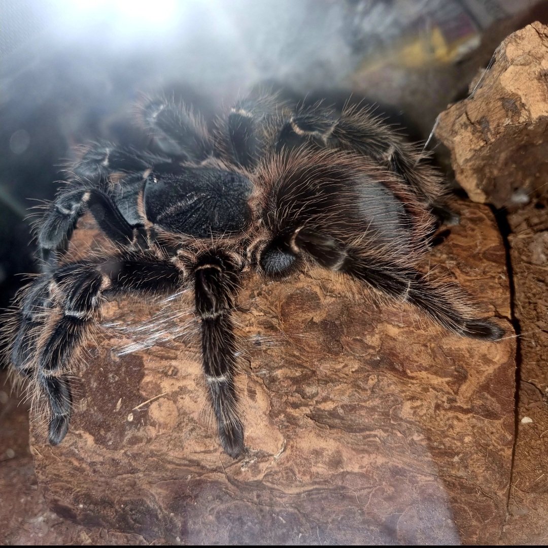 •Mairead• 🇬🇧✝️🏴󠁧󠁢󠁥󠁮󠁧󠁿 🐸 🇻🇦 tweet media