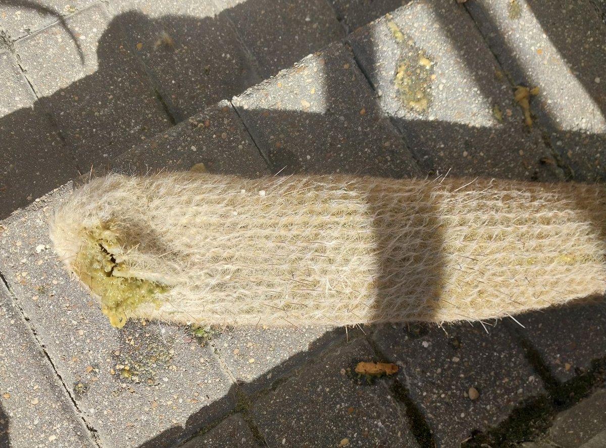 Michael Malice tweet media