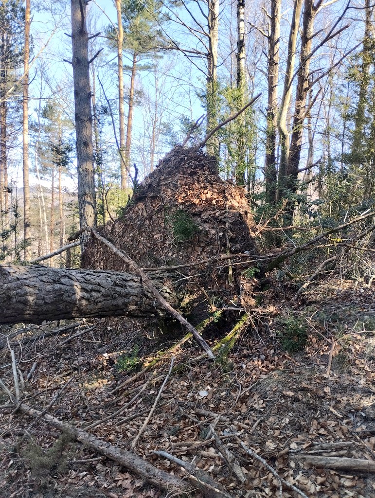 tforestals's tweet photo. Aquest passat diumenge les fortes ventades del nord del Ripollès varen causar moltes caigudes d'arbres. https://t.co/w0LOLSmwNI