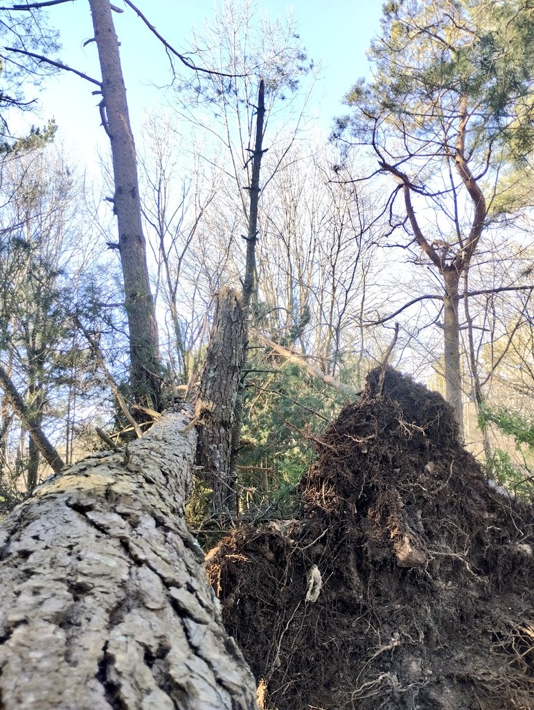 tforestals's tweet photo. Aquest passat diumenge les fortes ventades del nord del Ripollès varen causar moltes caigudes d'arbres. https://t.co/w0LOLSmwNI